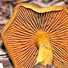 11. Bestimmungsabend 2025