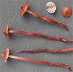 15. Bestimmungsabend 2025