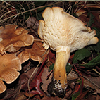 9. Bestimmungsabend 2025