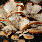 19. Bestimmungsabend 2025