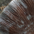 14. Bestimmungsabend 2025