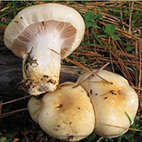 17. Bestimmungsabend 2025