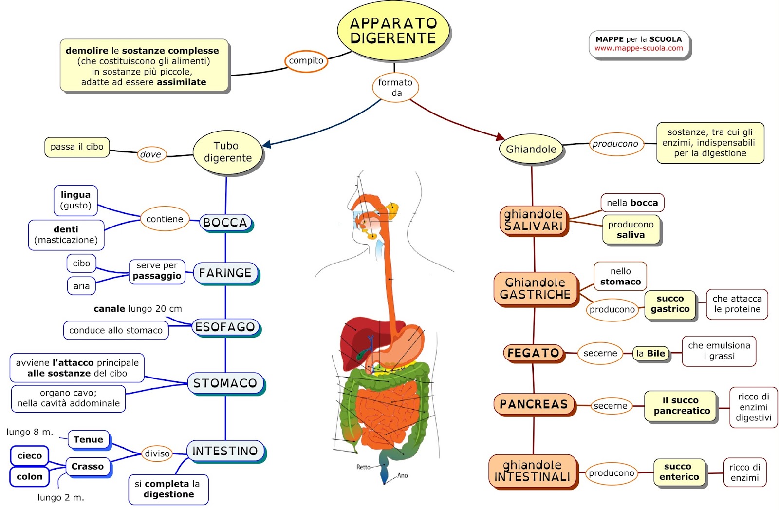 Il Sistema Digerente Benvenuti su macromicro8!