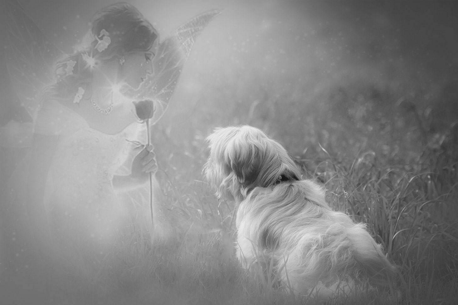 36+ Wahrheiten in Abschied Von Meinem Hund? Nach einiger ...