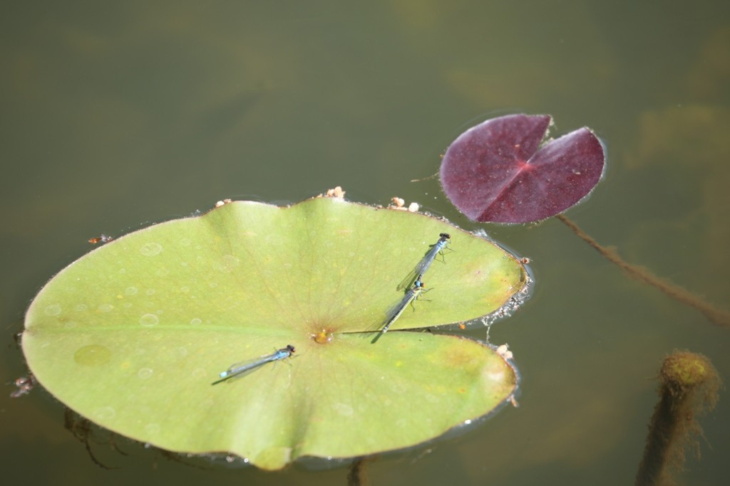 Drei Adonislibellen (Pyrrhosoma nymphula) auf einem Seerosenblatt genießen die warmen Sonnenstrahlen
