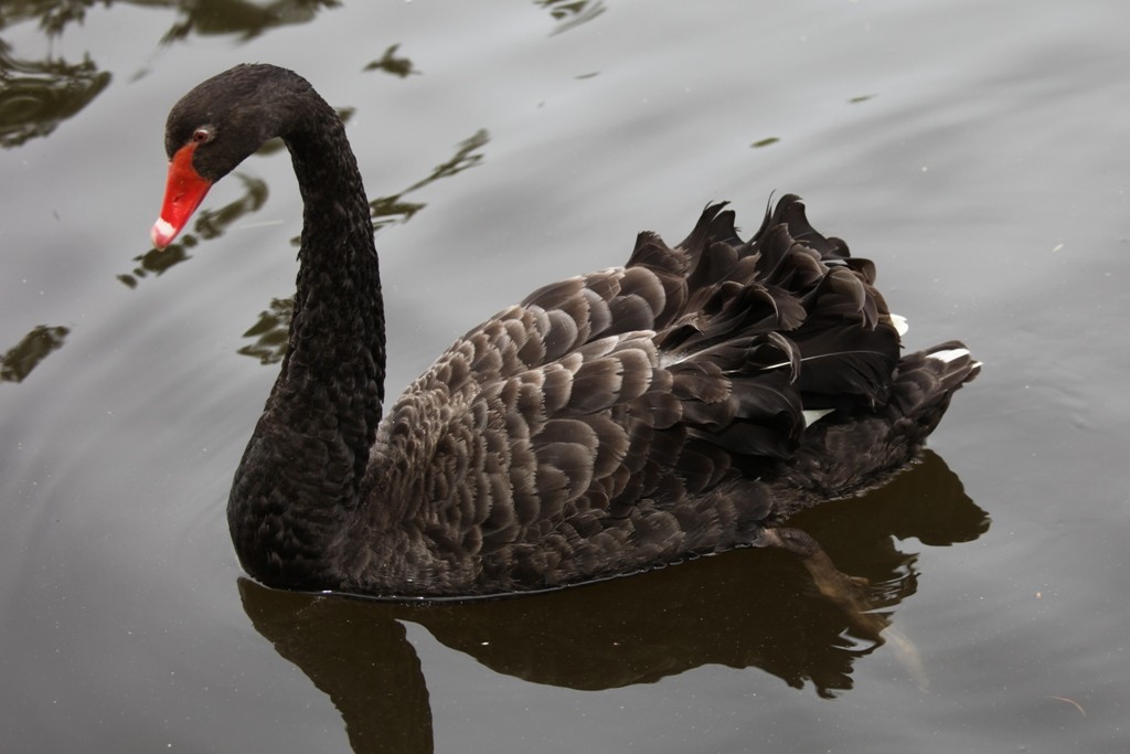 Ab und an sieht man auch einen schwarzen Schwan