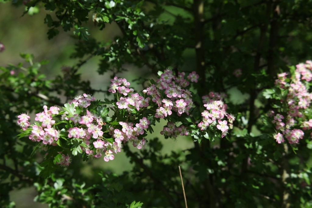 Die blühende Bergkirsche (Prunus subhirtella)