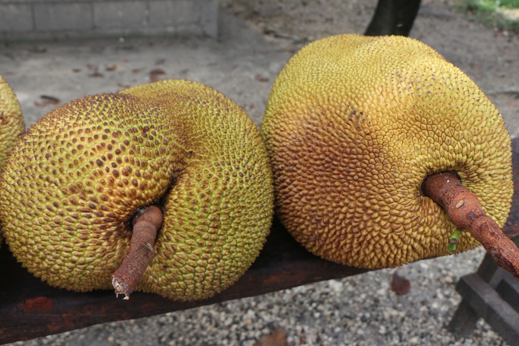 Jackfruit, ein Maulbeergewächs aus der Nähe betrachtet