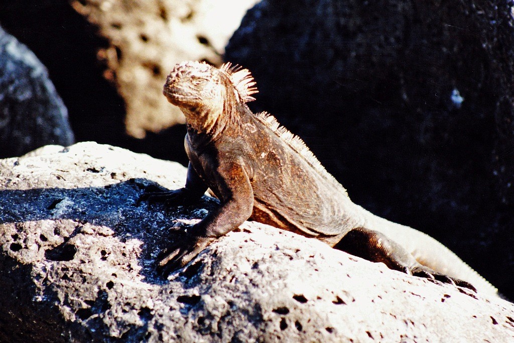 Eine Meeresechse. Da nur auf den Galapagos-Inseln gewisse Tiere und Pflanze zu finden sind, erklärte die UNESCO die Inselgruppe zum Weltkulturerbe.