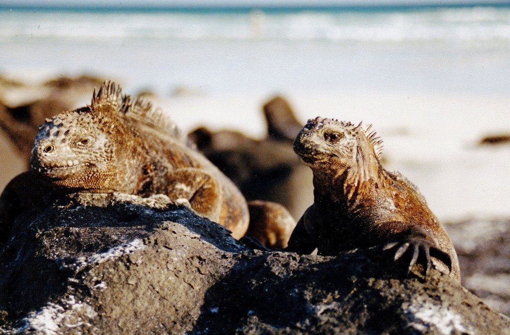 Meerechsen sind überall auf den Galapagos-Inseln. Obwohl die Leguane auf jeder Insel ein wenig anders aussehen und unterschiedlich groß sind, gehören sie alle zur gleichen Art von Leguan