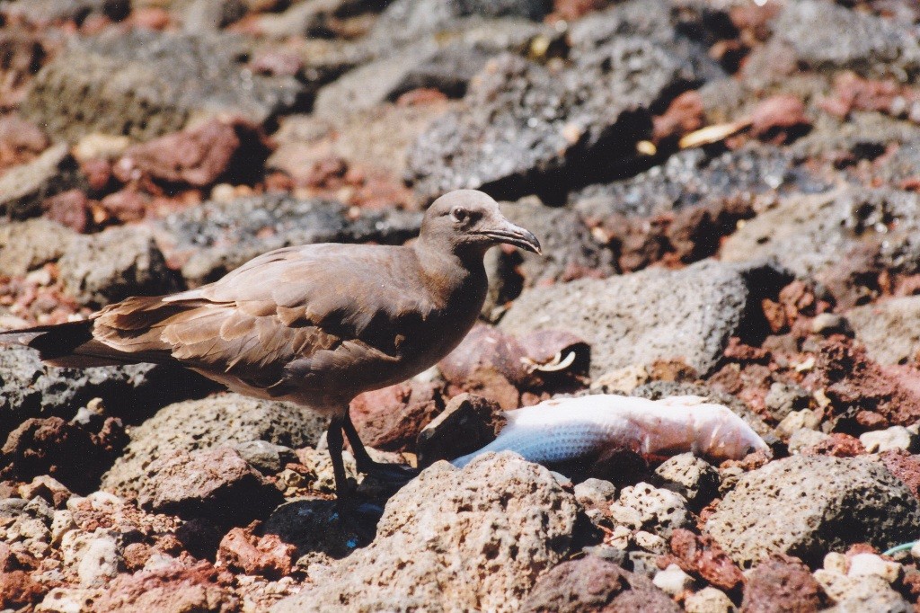 Eine Lavamöwe, Lava gull (Larus fuliginosus), Santa Cruz auf Island bei der Mahlzeit