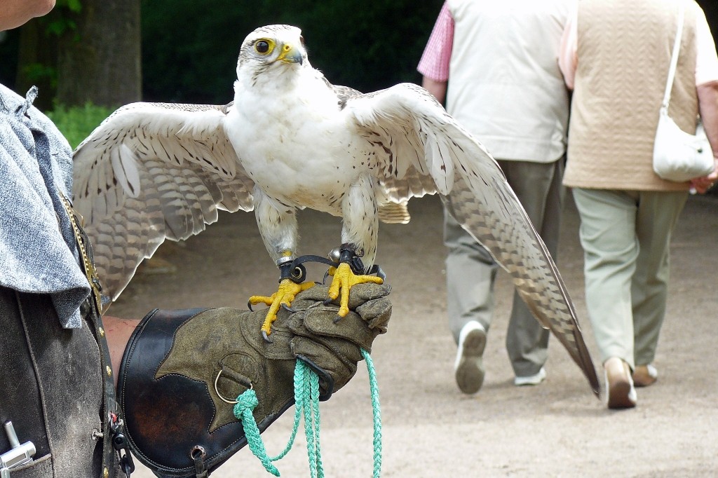 ..und hier der Falke in Pose!