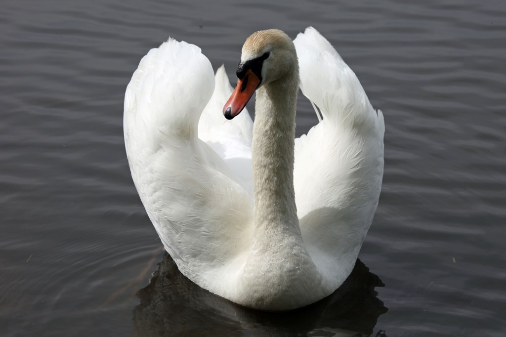 Seine Majestät, Fürst von Höcker und Schwan persönlich