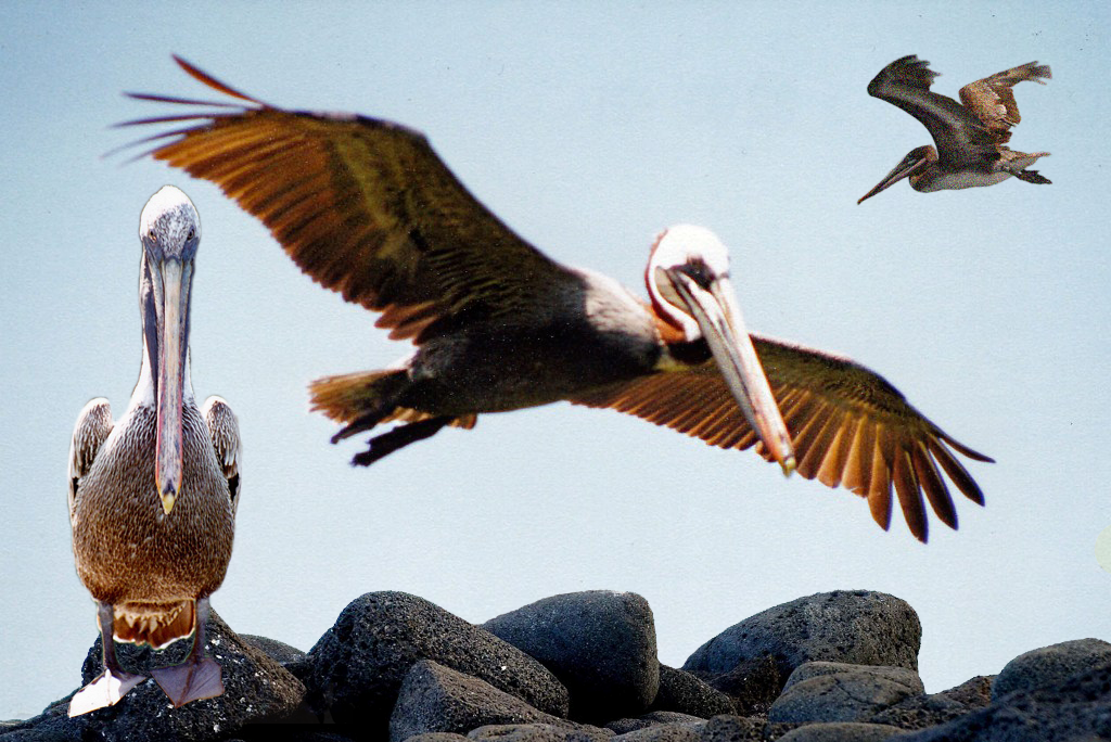 Der Braune Pelikan, auch Galapagos Pelikan in majestätischer Pose