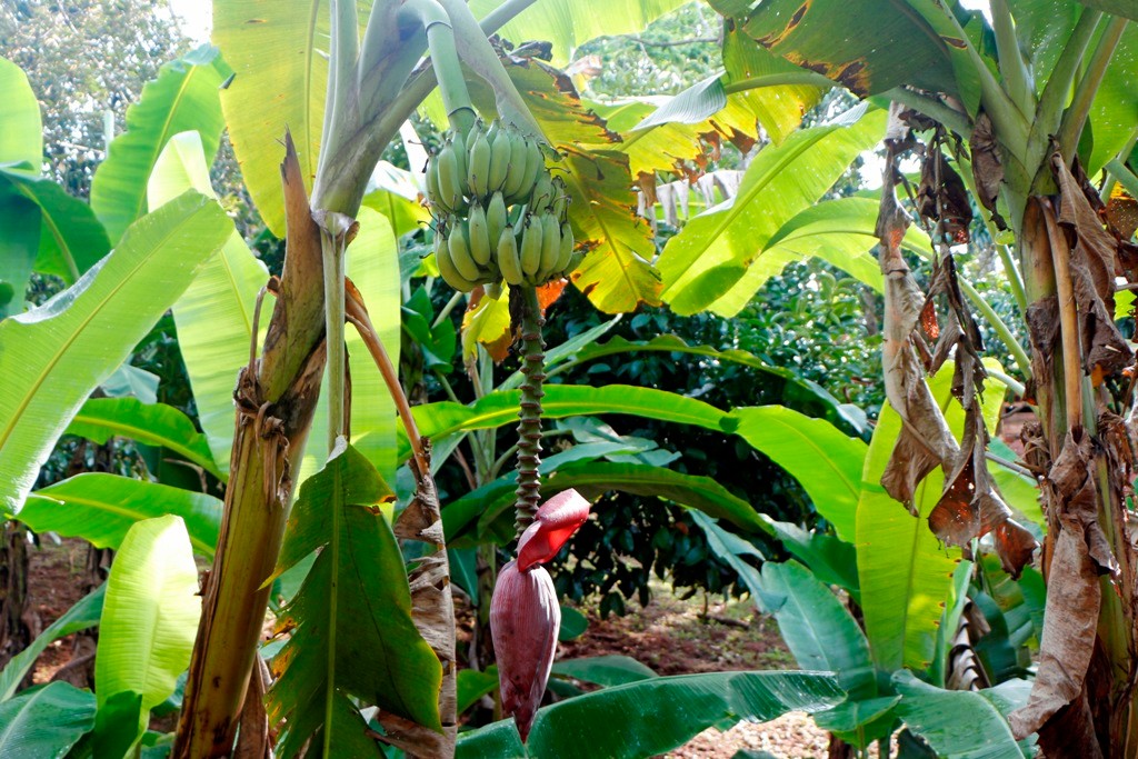 So übrigens sieht der Fruchtstand einer Banane aus!