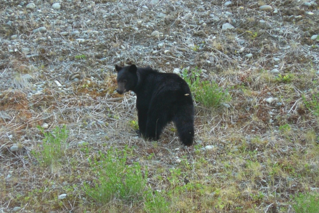 Unsere erte Begegnung mit einem Schwarzbär (Grizzly) auf der Fahrt Richtung Gold River Village