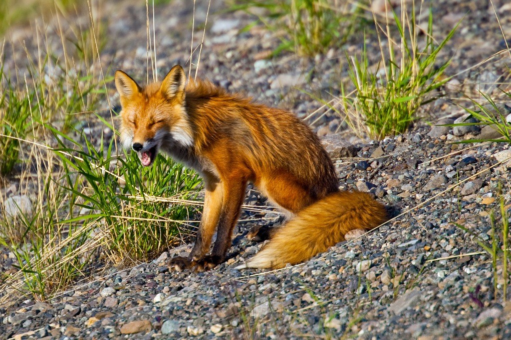 Man sieht dem Redfox an, dass es mit der Beute nicht so rosig aussieht