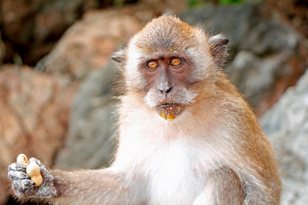 Ein Makake aus der Familie der Meerkatzen posiert mit mir, zuvor aber gab es ein gekauftes Leckerli!