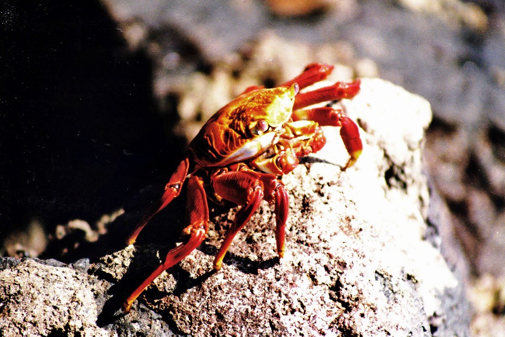 Eine rote Klippenkrabbe, Felsenkrabbe, Quadratkrabbe (Grapsus grapsus) auf einem Felsen