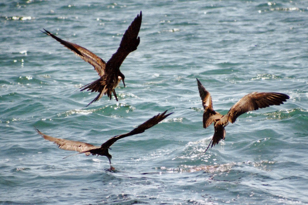 Fregattvögel auf gemeinsamer Jagd