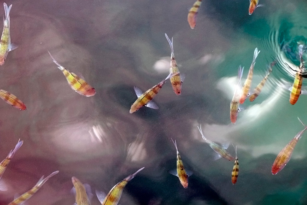 Bunte Fische tummeln sich im klaren Wasser, mitten in dem schnorchelnden Urlauberpulk!