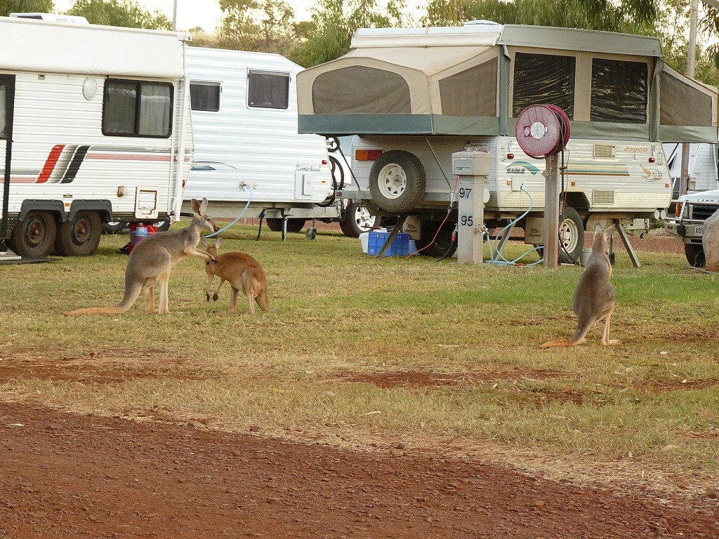 Im Campground von Tom Price halten sich die recht aufdringlichen Wallabi´s bei den Campern schadlos und betteln!