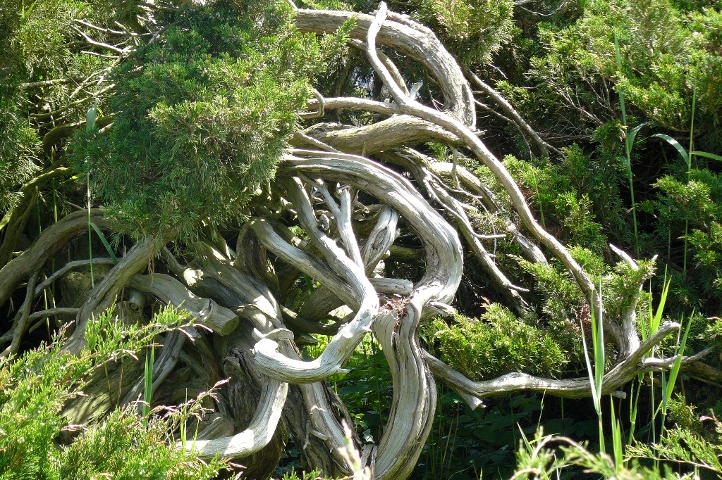 Was die Natur so alles zu Stande bringt, wunderschön an zusehen