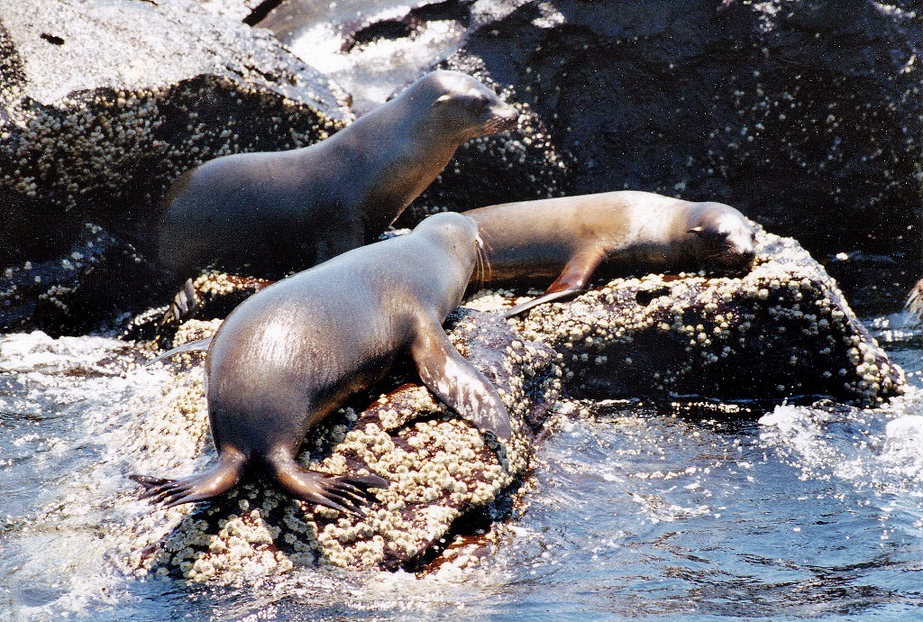 Seelöwen auf den vorgelagerten Klippen Isla Bartlomé beim Sonnenbaden