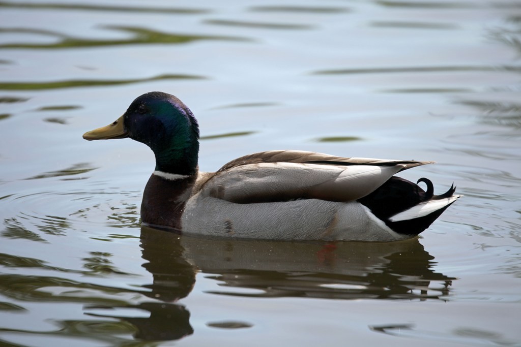 Die Stockente ist nicht nur die bekannteste Ente, sondern sie ist auch die größte einheimische Schwimmente