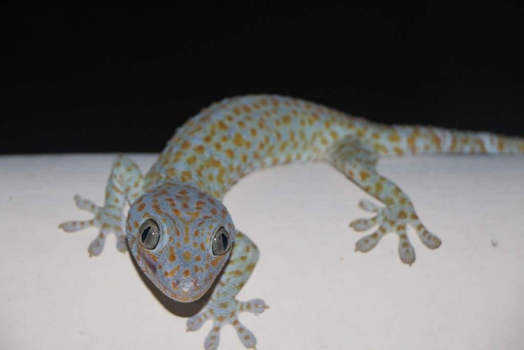 Oft fotografiert, hier nun endlich sein Konterfei, der nachtaktive Gecko schaut zu!