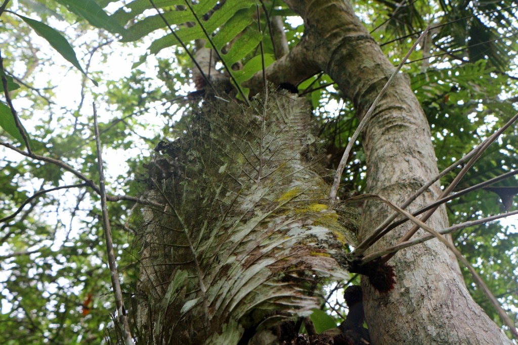 Eine Flora begegnet einem hier, das ist schon bemerkenswert und verdammt interessant!
