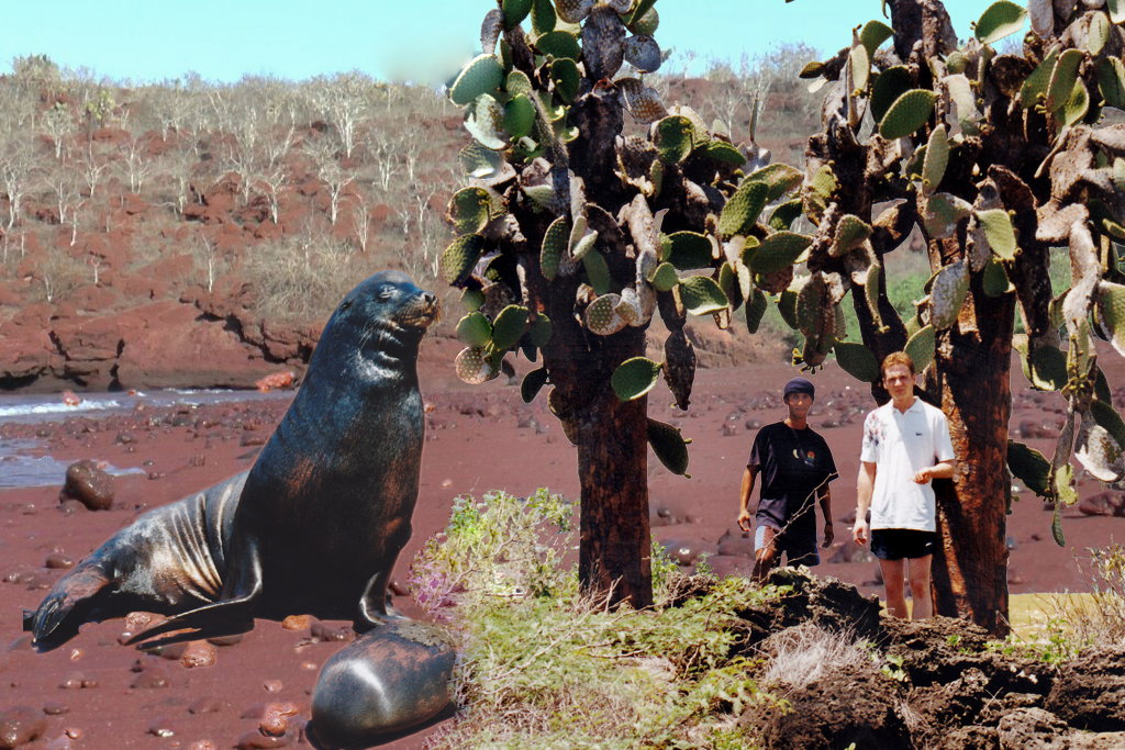 Seelöwe auf Rabida Island. Die eisenoxidhaltige Lava Asche färbt die "Insel" rot ein. Die mächtigen Baumopuntien gibt es nicht nur auf dieser Insel