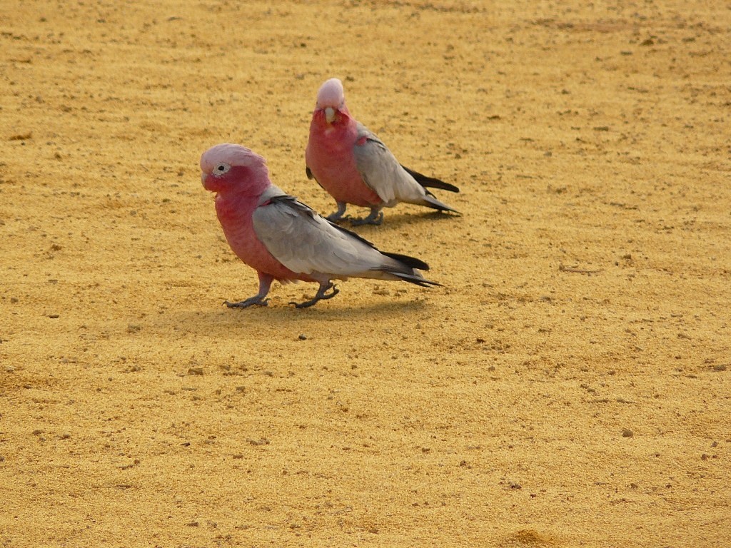 Ein rosa Kakadu Pärchen auch unter Galahs bekannt, im Sand der Pinnacles (Nambung NP-WA)