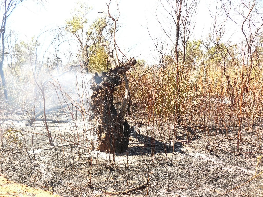 Wenige Kilometer weiter in Richtung Derby, ein noch nicht erloschener Buschbrand, hier dampft und raucht es noch gewaltig.