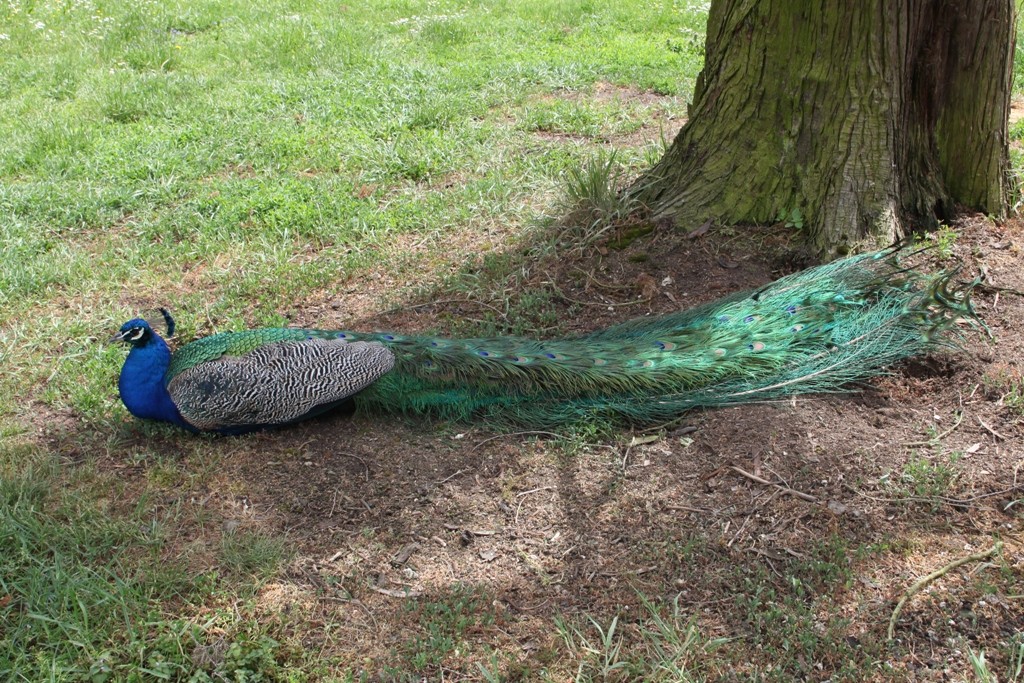 Einer Männchen der 14 frei herum laufenden blauen Pfauen. Vor allem können sie sehr gut riechen, hören aber auch schreien - eine Art Wappentier der Parkanlage