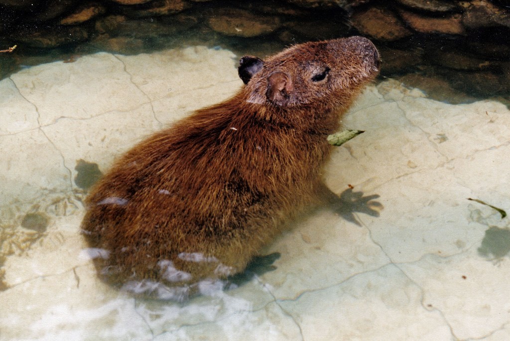 Das Capybara oder auch Wasserschwein