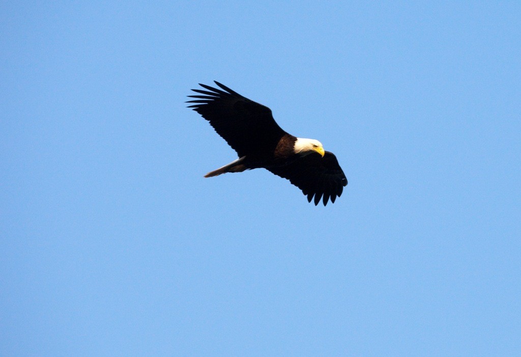 Der Weißkopfadler oder Baldeagle, Wappertier der Vereinigten Staaten ist des öfteren unser Fotomotiv auf unserer Tour