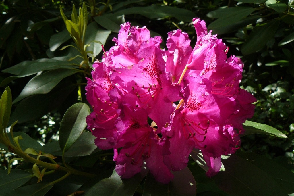 weil es so schön war, noch einmal der Rhododendron