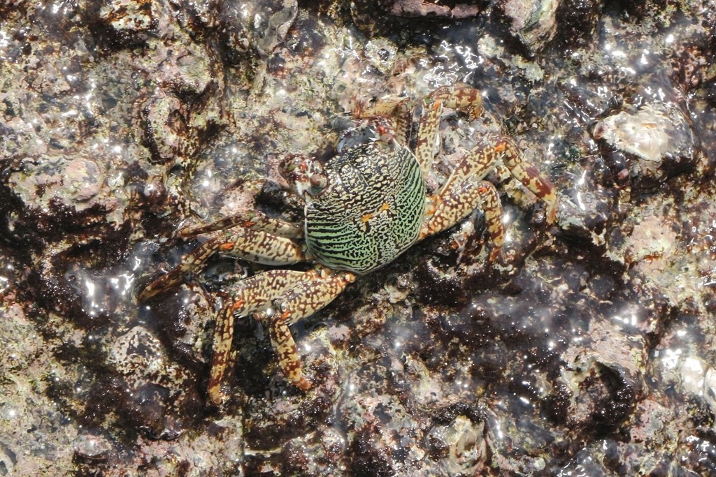 Ich musste eine Weile auf der Lauer liegen um dieses Prachtexemplar so vor die Linse zu bekommen!