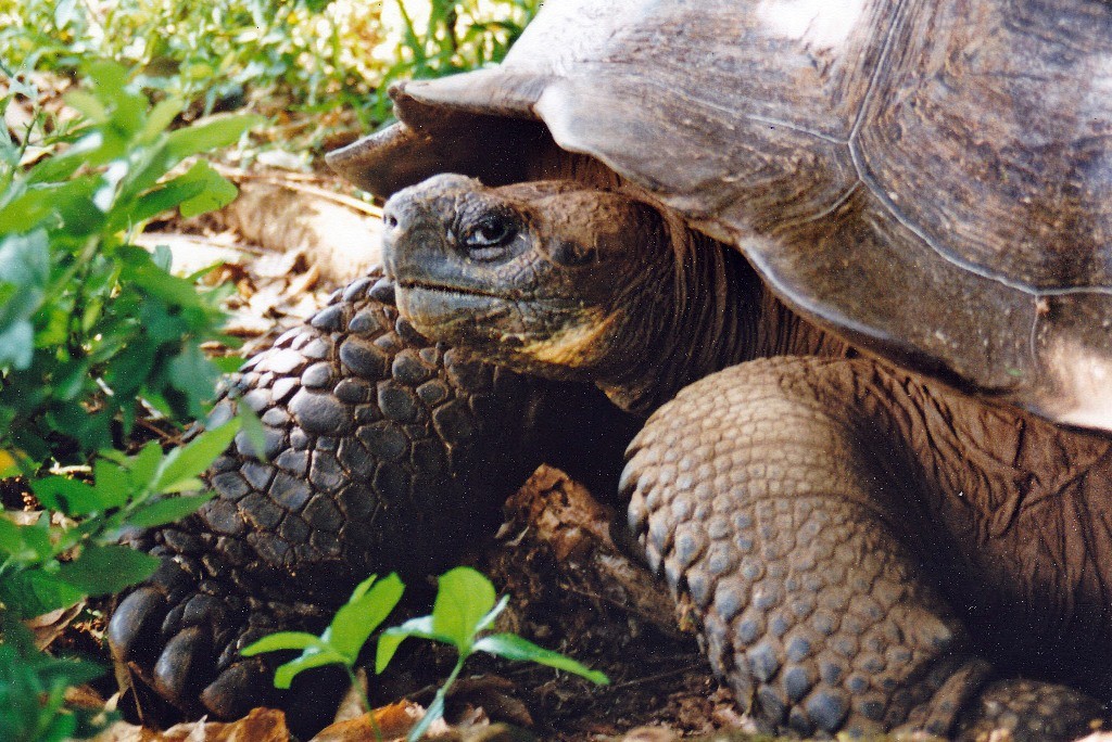 Detailaufnahme der Galapagos Riesenschildkröten