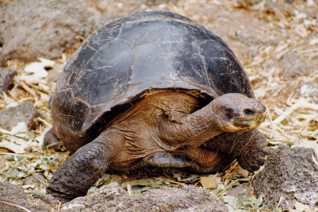 Eine der Riesenschildkröten am Parque National Galapagos