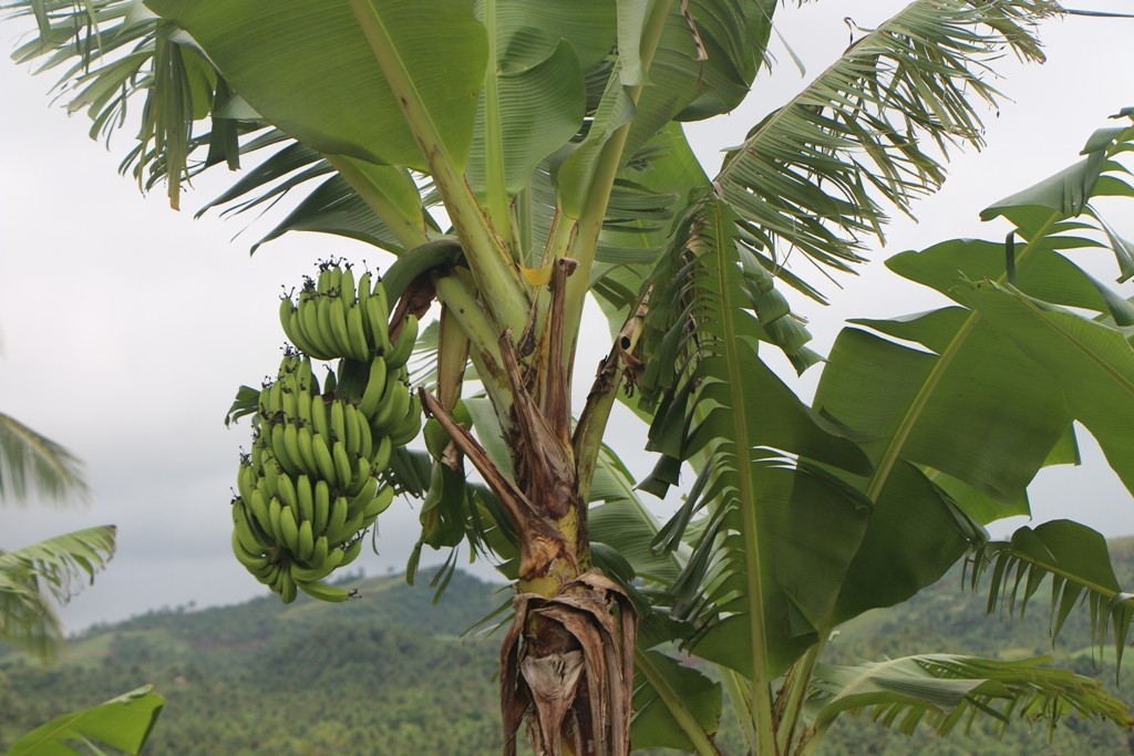 Bananen wachsen hier oben aber auch prächtig