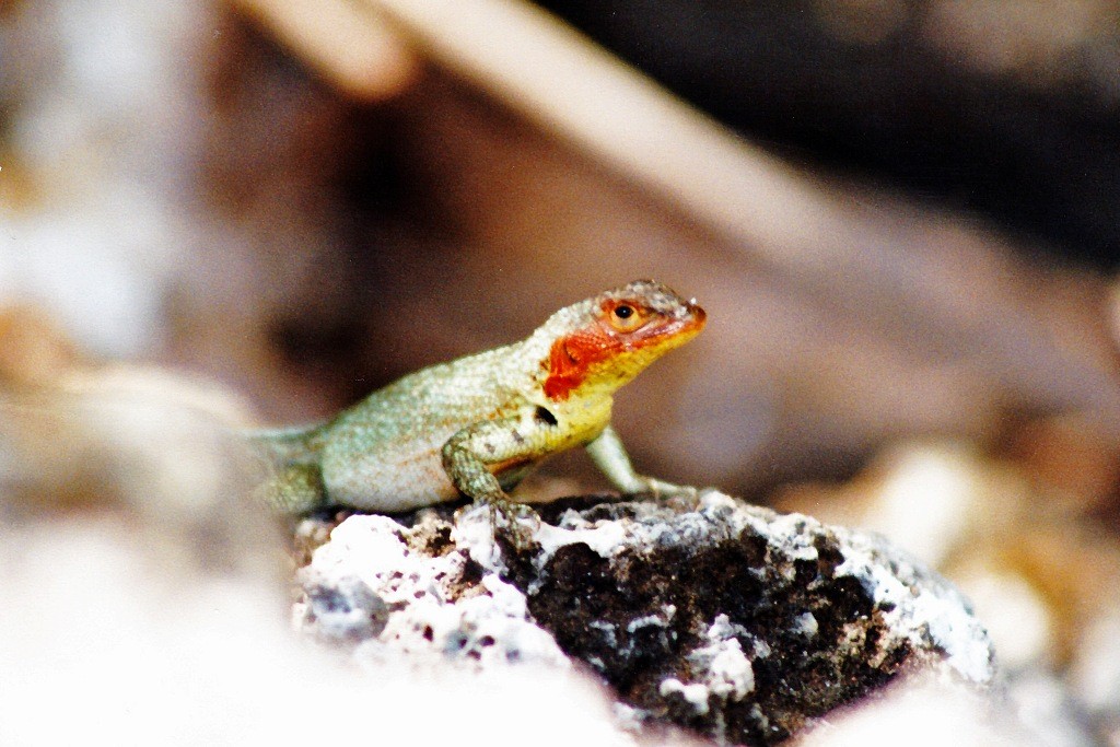 Eine weibliche Galapagos Lava-Eidechse (Microlophus albemarlensis)