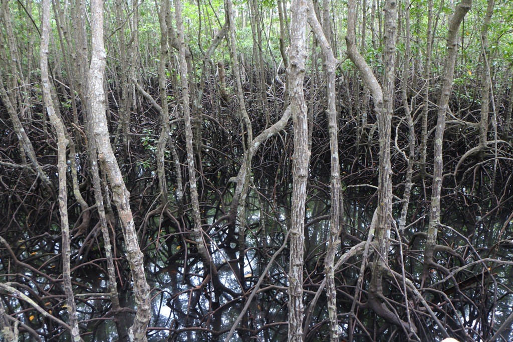 Der Mangrovenwald