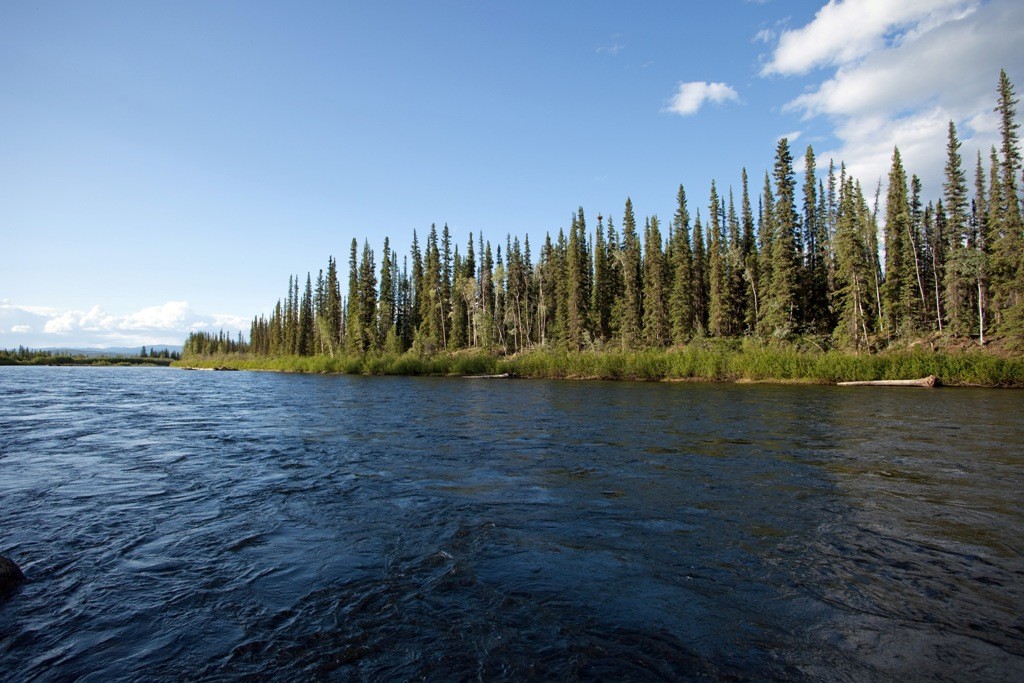 Der Klondike River, der zu Zeiten des größten Goldrausches (1896 - 1898) in Nordamerika den Namen "Goldrausch am Klondike" gab