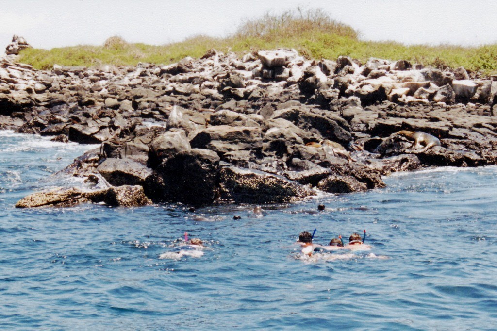 Schnorcheln an den Riffen von Isla Bartlomé, unweit rechts sonnen sich Seelöwen