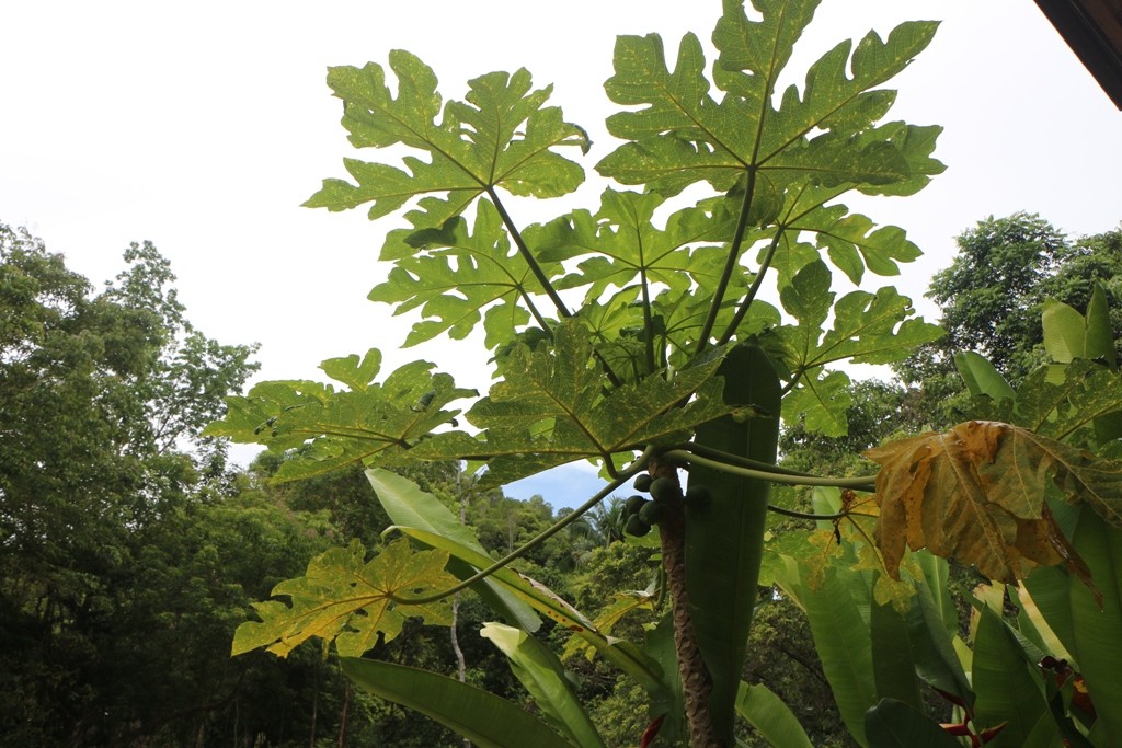 Unser Weg führt gerade wegs zur PTFI, der Schutzvereinigung für die auf Bohol lebenden Tarsier oder auf deutsch, Koboldmaki´s!