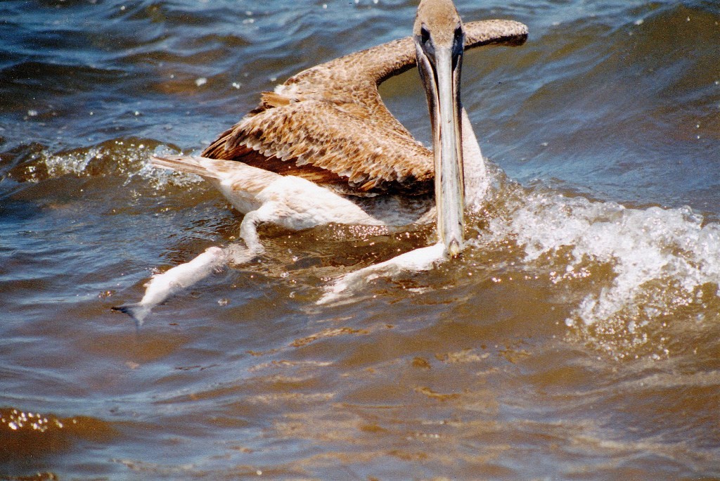 Braune oder Galapagos Pelikane rangeln um die gejagten Fische