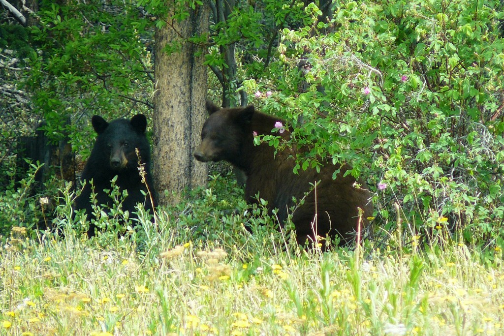 Auf der Busfahrt über Carcross, am Straßenrand eine erneute Begegnung mit den Grizzly´s