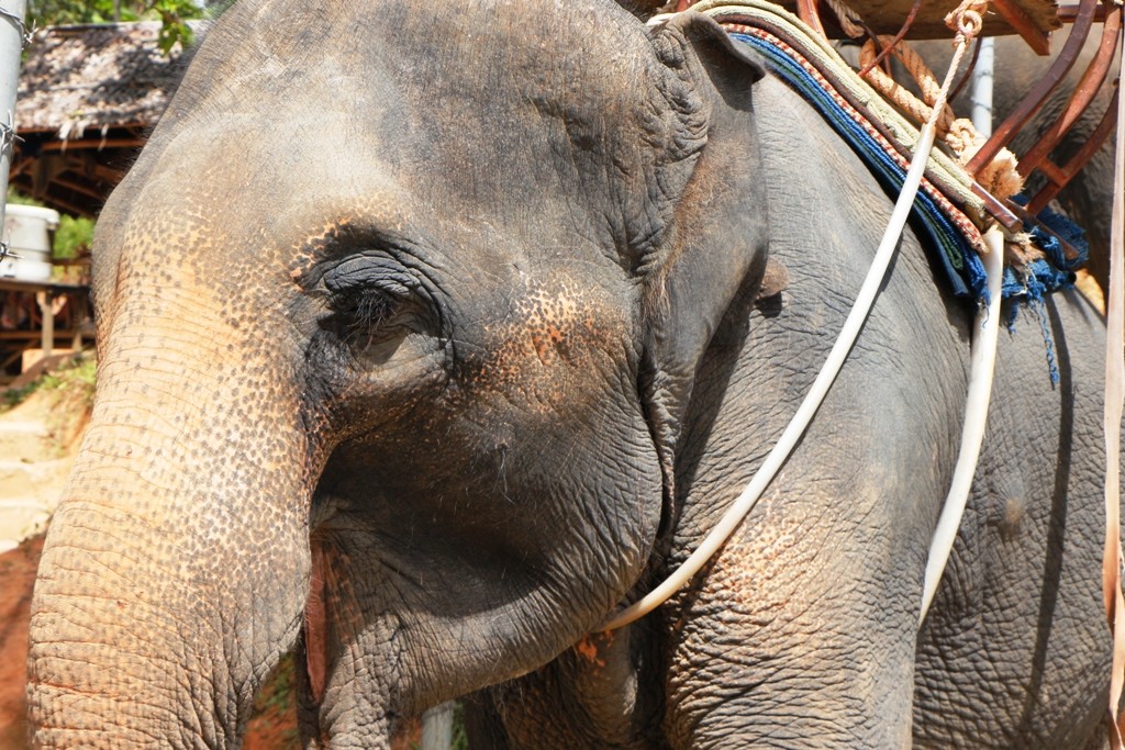 Detailansicht eines Safarielefanten